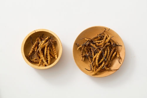 Cordyceps sinensis a jeho účinky